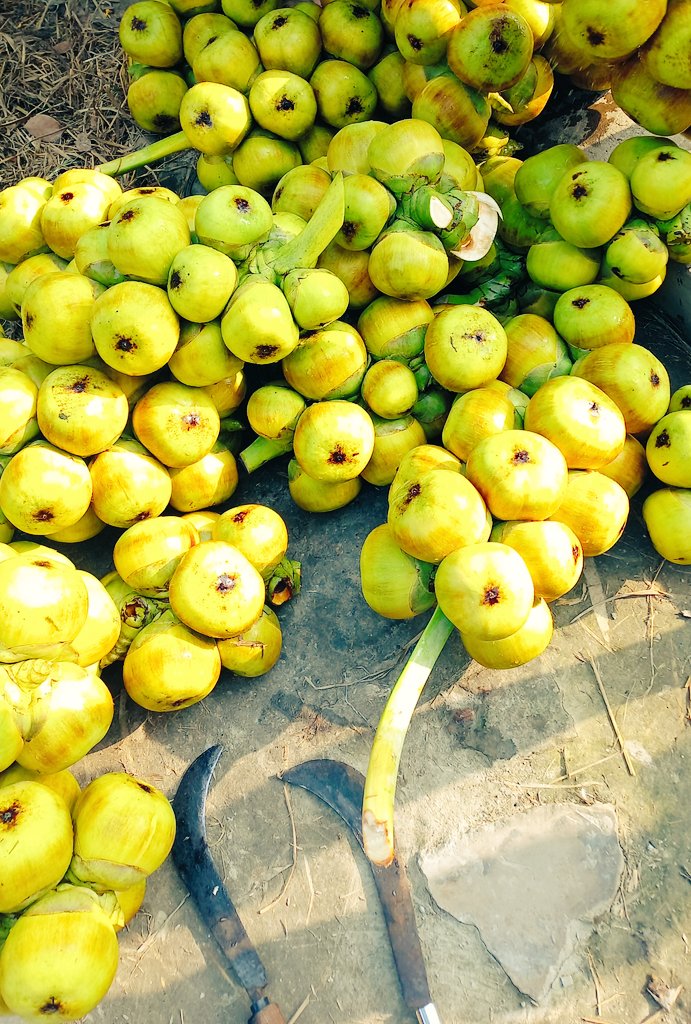 MsTipu6's tweet photo. Do u know the name of this fruit?
😋😋😋 https://t.co/wsln0k8DwX