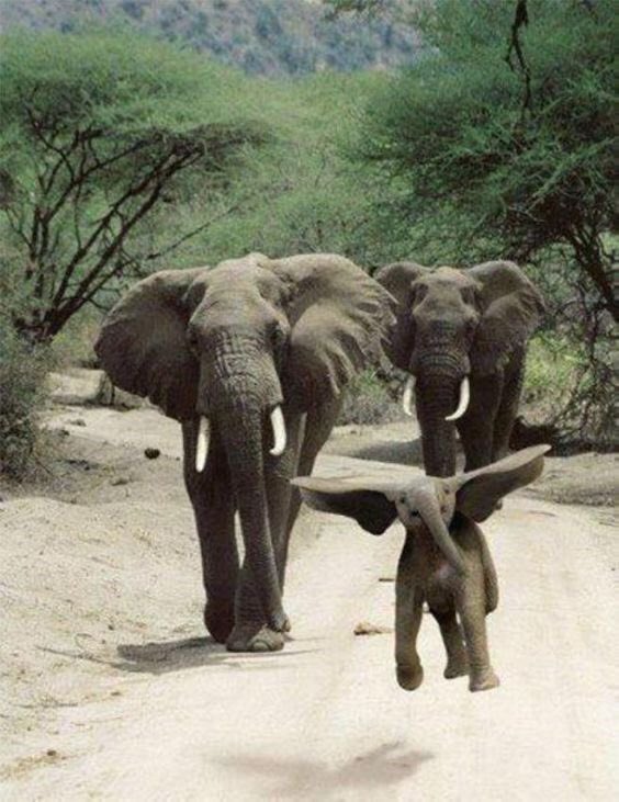 GN✨ Gym Rat Elephants Fam! 🐘❤️