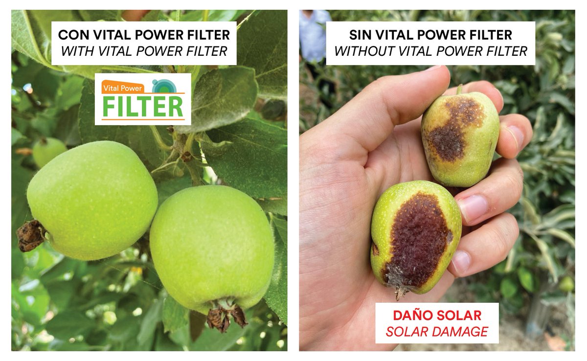 Zoberbac's tweet photo. ☀️🍏 La radiación solar provoca muchísimas pérdidas en la fruticultura mundial. Además de importantes problemas fisiológicos, el calor y la radiación excesiva reducen la calidad comercial de la fruta y el rendimiento de los cultivos. #zoberbac #protectorsolar #agricultura https://t.co/XJEBWg72nG