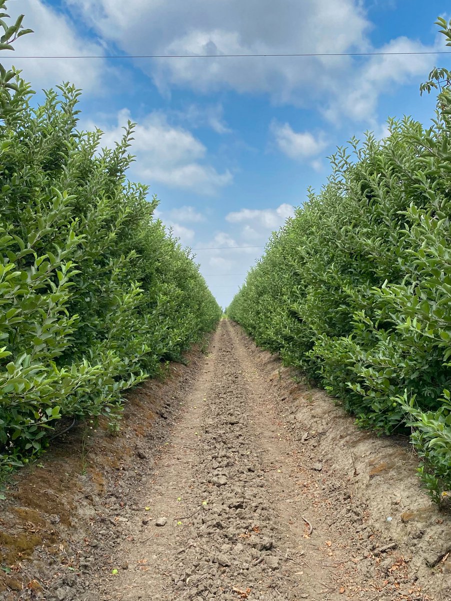 Zoberbac's tweet photo. ☀️🍏 La radiación solar provoca muchísimas pérdidas en la fruticultura mundial. Además de importantes problemas fisiológicos, el calor y la radiación excesiva reducen la calidad comercial de la fruta y el rendimiento de los cultivos. #zoberbac #protectorsolar #agricultura https://t.co/XJEBWg72nG