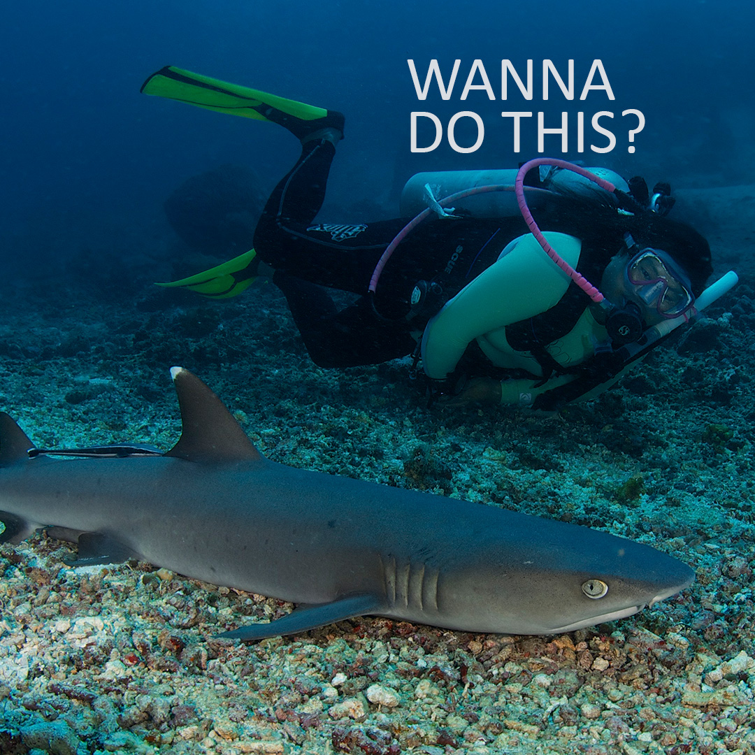 Borneo_Divers's tweet photo. Join us on our next dive trip to Sipadan.

For any inquiries
Email: reservations@borneodivers.com.my
Tel: 088-222 226 
Whatsapp : 
6012-880 1085 (Winnie) , 
6013-863 5360 (Claudene) , https://t.co/VeVDb2i2xU