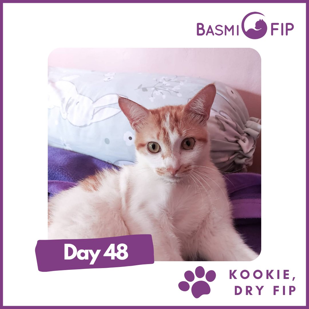basmifip's tweet photo. KOOKIE, our proud fighter of FIP!

Contact us 
Whatsapp: https://t.co/a1gcWy11O5 
Website: https://t.co/3DnDO1dBVv
#basmifip #basmifipindia #fipinindia #indiafipcats #indiafip #fipincats #fipwarriorindia #fipfighter #killfip #gs441524 #gstreatment #gs441 #gsantiviral #fipwarrior https://t.co/clD1yF862p