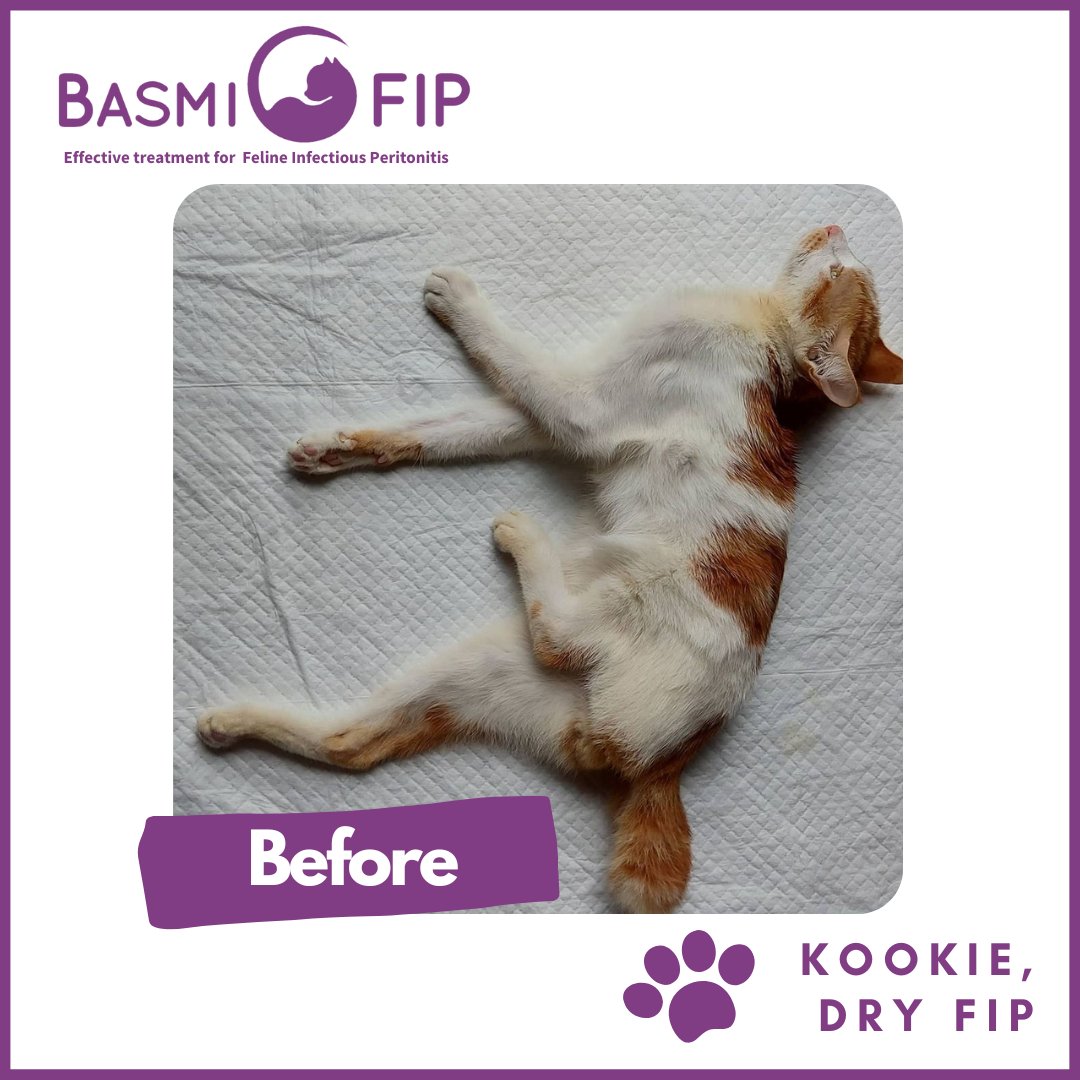 basmifip's tweet photo. KOOKIE, our proud fighter of FIP!

Contact us 
Whatsapp: https://t.co/a1gcWy11O5 
Website: https://t.co/3DnDO1dBVv
#basmifip #basmifipindia #fipinindia #indiafipcats #indiafip #fipincats #fipwarriorindia #fipfighter #killfip #gs441524 #gstreatment #gs441 #gsantiviral #fipwarrior https://t.co/clD1yF862p