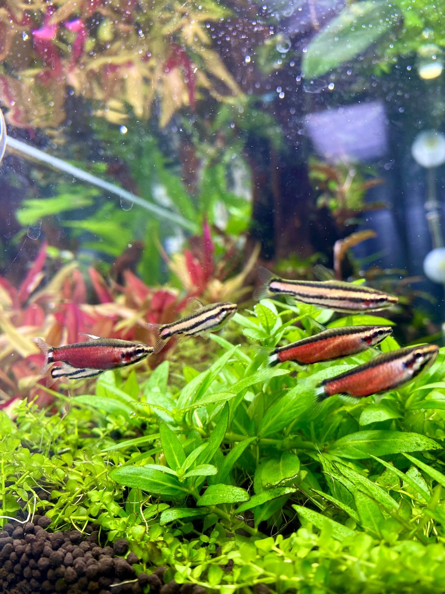 mimiwooleee's tweet photo. 噂の珍カラが我が家に!
クリムゾンブラックペンシル!
今年3月発見された新種のNannostomus sp. ‘Super Red Cenepa’です。
Aqua-Fの店主さんによると私が最初の購入者だそう
もしかしたら日本最初に個人飼育する人かも😂
#aquarium
#tetra
#pencilfish
#熱帯魚
#珍カラ
#クリムゾンブラック https://t.co/UHX4pqdMyH