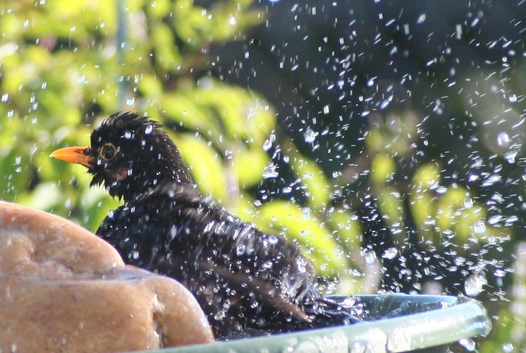 LPOFrance's tweet photo. ⚠️[Alerte #canicule 🌡️]  Pensez aux animaux sauvages ! 
🐦🐿️🦔 sont encore en pleine période de reproduction et dépensent beaucoup d'énergie pour le nourrissage des jeunes..  Ça donne soif !  😅
👉Installez à l’ombre un récipient peu profond (3-4 cm) rempli d'eau 💦🙏 https://t.co/UJ5a8wSWaF