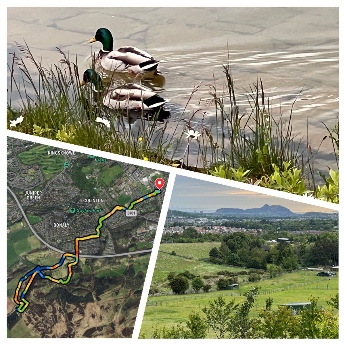 CarolineT84's tweet photo. I love being able to fit in a pre-work 10k  at this time of year. This route is my new favourite - hills, views and wildlife. Found some ducks to smile at too and I’m sure they gave me a boost. #run 🏃‍♀️ #metime #Edinburgh https://t.co/BLccPfwyxJ
