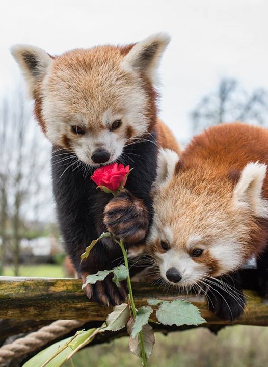 Red Panda Every Hour! (@redpandaeveryhr) on Twitter photo 
