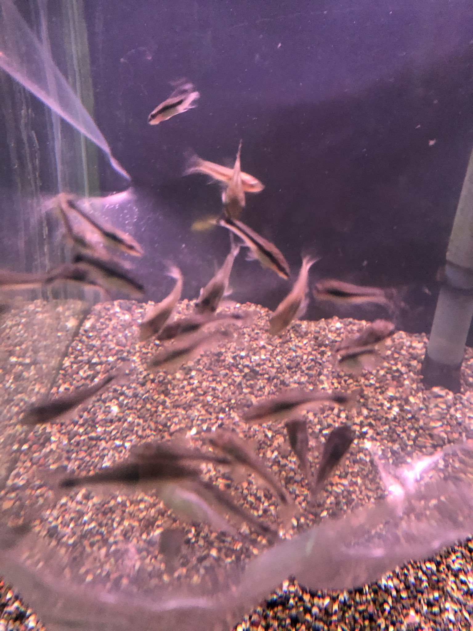 かねだい 青梅店 定番コケ取り オトシンクルス サイアミーズフライングフォックス タイガープレコ チャイナバタフライ プレコ T Co Oniwzpnmjk Twitter