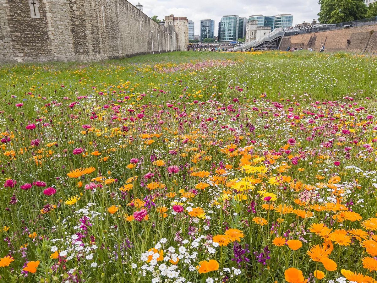 The Tower of London Superbloom is in full swing! Thousands upon thousands of flowers in the single largest and most dense floral expanse in Central London. It’s great to see visitors, human and insect, surrounded by this abundance - it’s being regularly monitored by ecologists