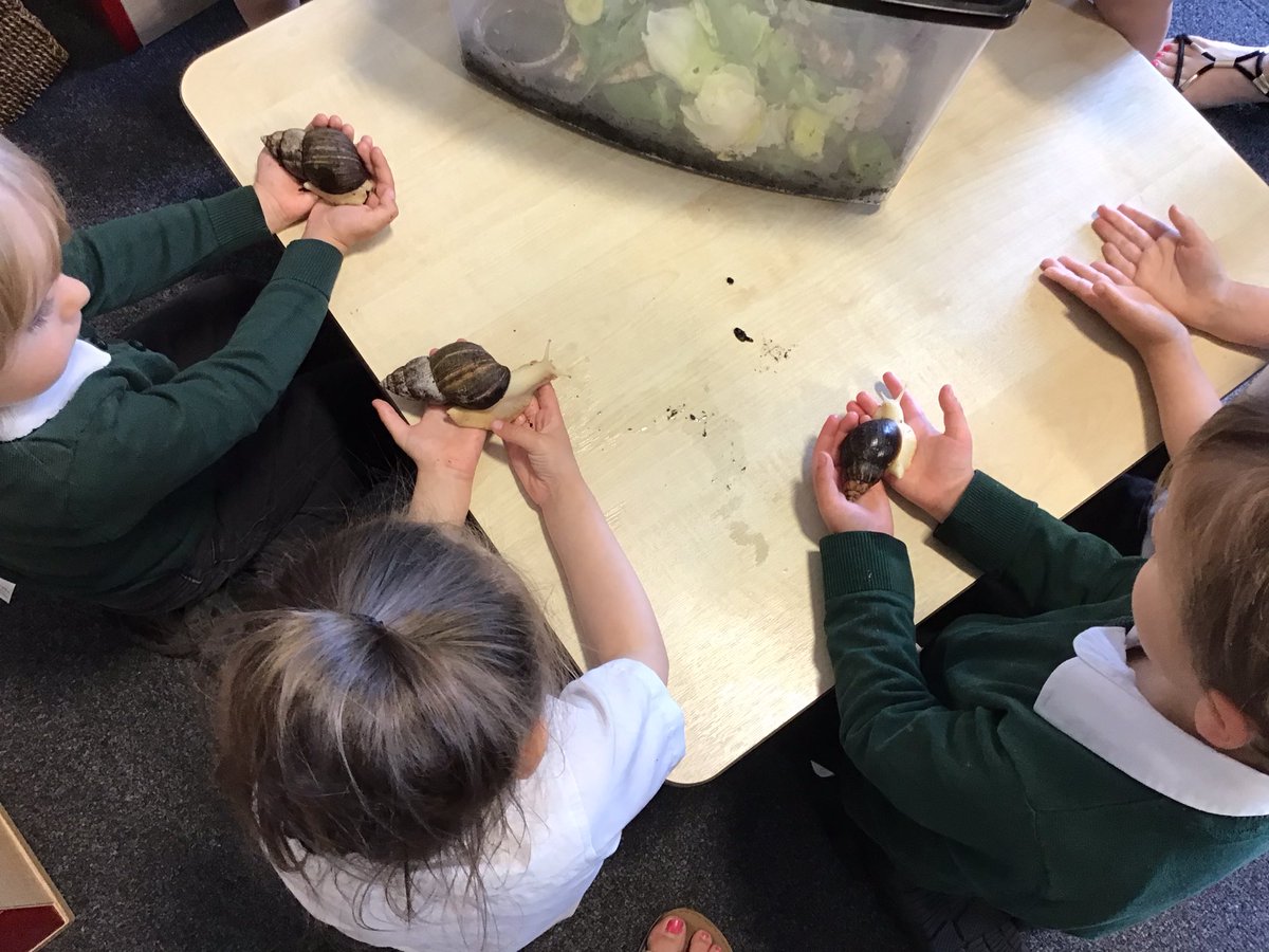 TGPS_NorthLincs's tweet photo. F1 have been learning about mini-beasts in the environment. Today we have Mrs Symonds Giant snails. We held them and watched them eat too. #TGPSF1 #TGPSEYFS @Psqm_HQ @priscigeeks https://t.co/mJ1MAvWYeu