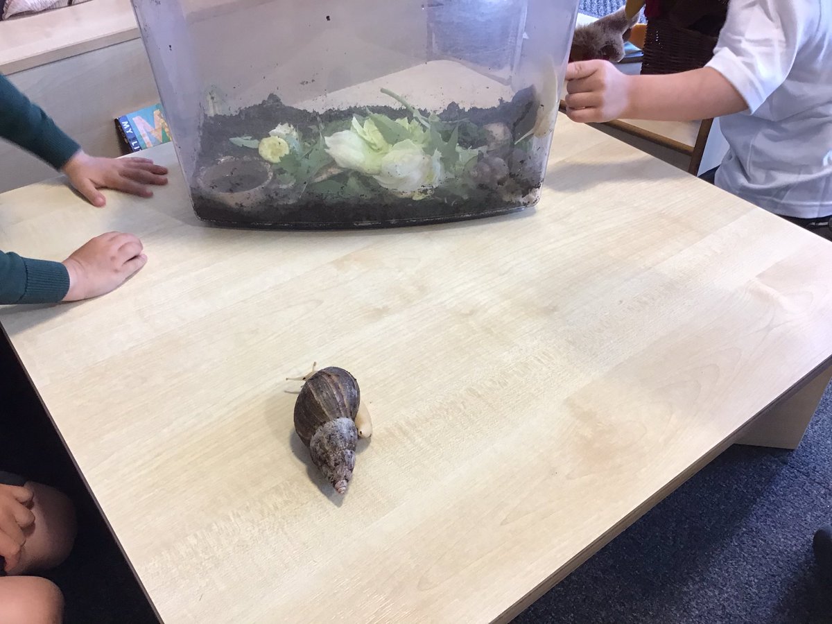 TGPS_NorthLincs's tweet photo. F1 have been learning about mini-beasts in the environment. Today we have Mrs Symonds Giant snails. We held them and watched them eat too. #TGPSF1 #TGPSEYFS @Psqm_HQ @priscigeeks https://t.co/mJ1MAvWYeu
