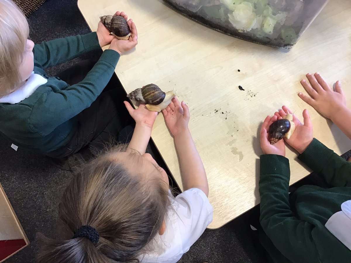 TGPS_NorthLincs's tweet photo. F1 have been learning about mini-beasts in the environment. Today we have Mrs Symonds Giant snails. We held them and watched them eat too. #TGPSF1 #TGPSEYFS @Psqm_HQ @priscigeeks https://t.co/mJ1MAvWYeu