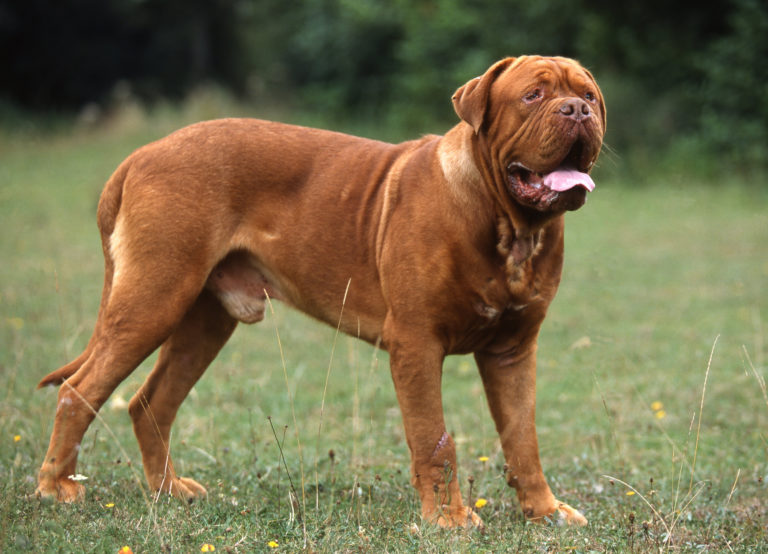 Soy Un Perro tweet media