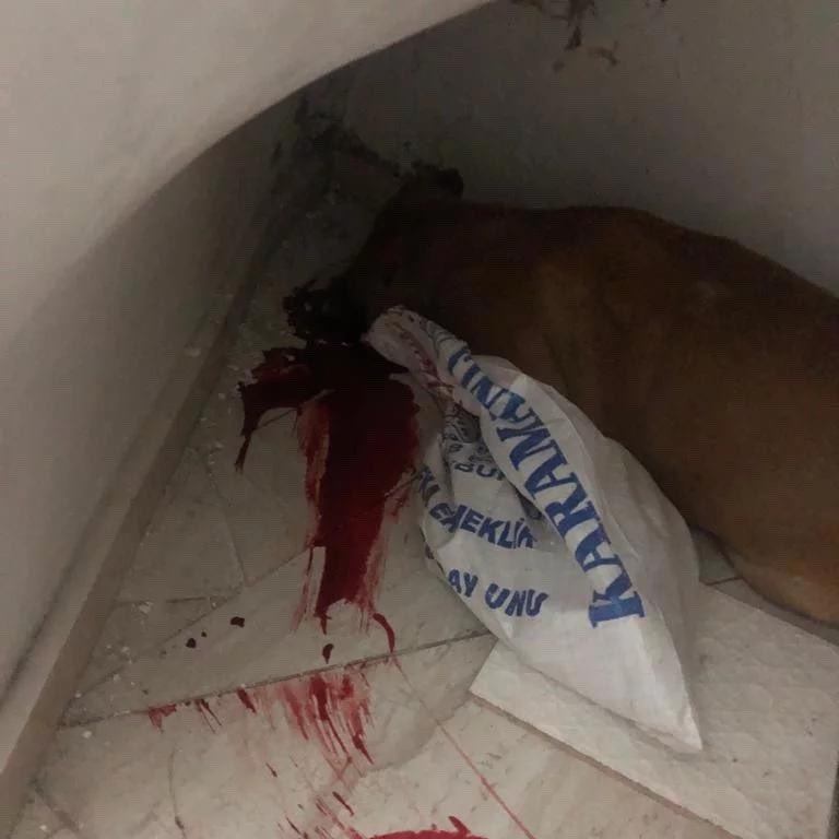 IremBavli's tweet photo. Bu şahıs #denizli de bir köpeği dün gece başından silahla vurarak katletti ifşa ediyorum lütfen kamuoyu yaratalım #süleymanteksoyyargılansın #paşaiçinadalet https://t.co/sOWpntnkc8