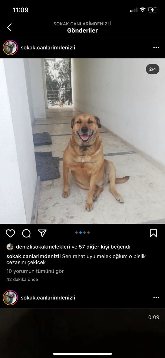 IremBavli's tweet photo. Bu şahıs #denizli de bir köpeği dün gece başından silahla vurarak katletti ifşa ediyorum lütfen kamuoyu yaratalım #süleymanteksoyyargılansın #paşaiçinadalet https://t.co/sOWpntnkc8
