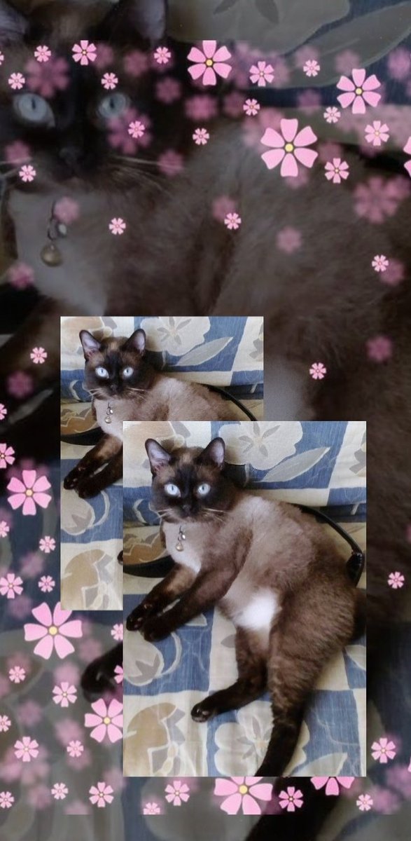 DizzyFoxBean's tweet photo. Good Morning Everyone 🤗 Follow Me In all platforms with my name #DizzyFoxBean #FollowMe #GoodMorningTwitterWorld #goodmorning #CatsOfTwitter #SiameseCats #Purrrrrrr #Meow https://t.co/K9IWkaNoEN