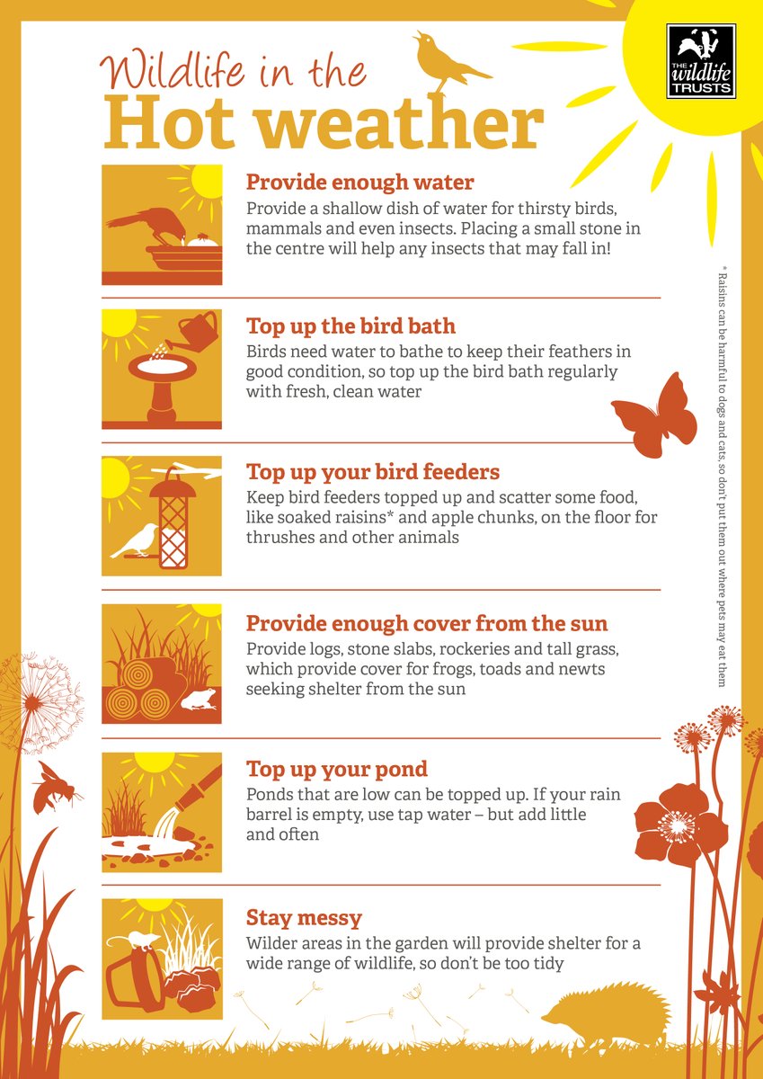 WTBBC's tweet photo. ❗️Hot weather and wildlife❗️Wildlife needs our help during a heatwave. With temperatures set to soar this week, you can lend a valuable helping hand by providing food, water and shelter. Here are some top tips for being a wildlife hero in the hot weather. Please share! https://t.co/kWlx4IAkl2
