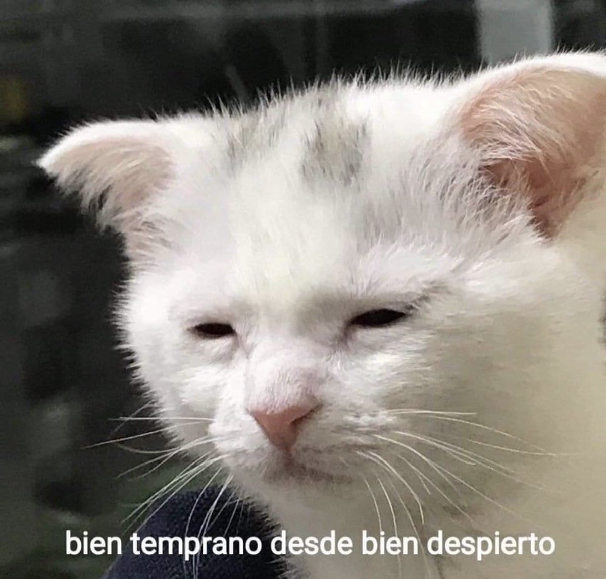 BlubberEstudio's tweet photo. Buenos días solo a los que no pueden dormir con este calor, os acompañamos en el sentimiento https://t.co/kVQSEBcerQ