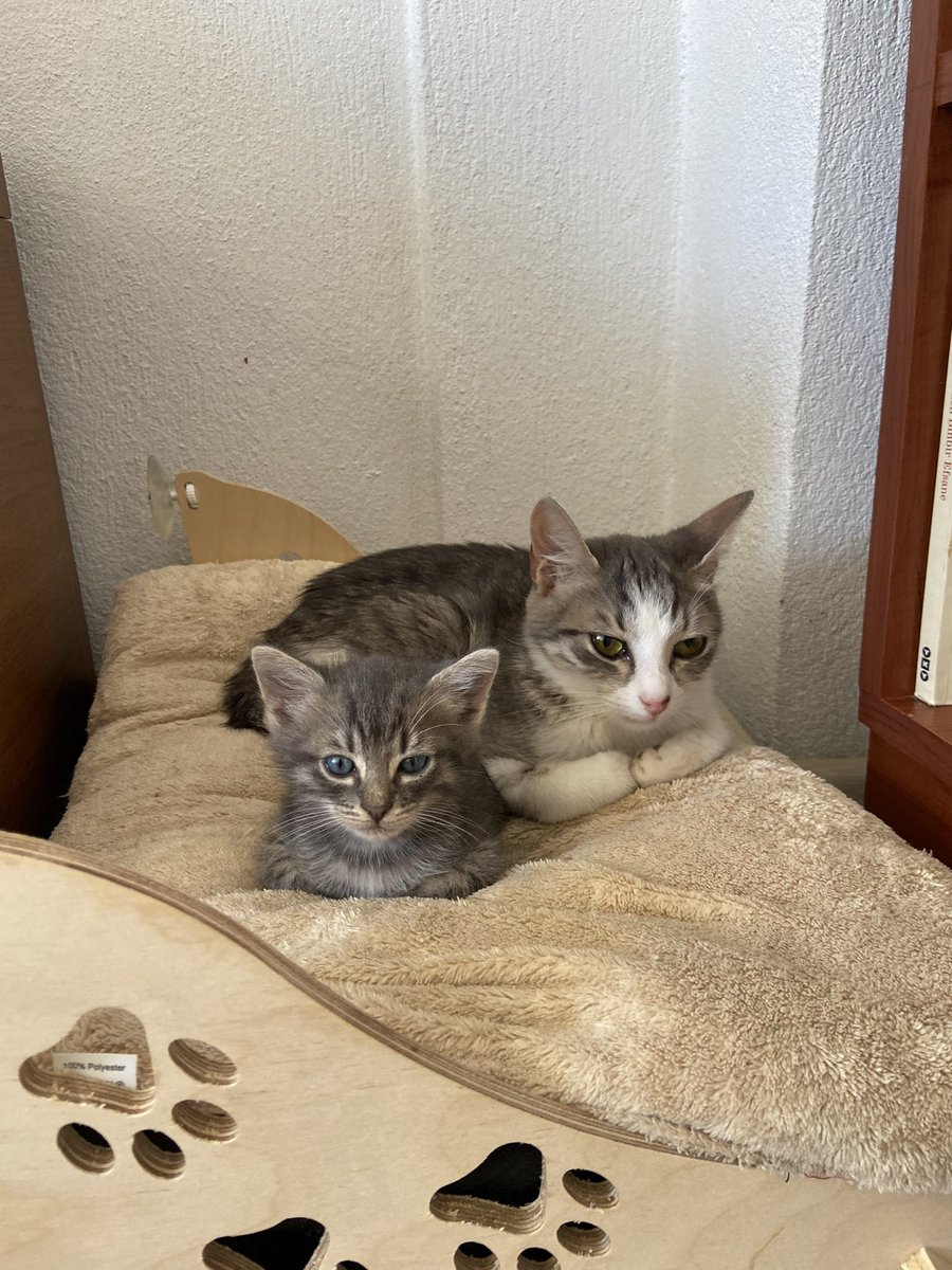 Bu boncuklara yuva arıyorum 
#izmir 
#İstanbul 
#kedi 
#kedisahiplendirme
#satınalmasahiplen
#yavrukedi 
<a href="/hayvanhaklari00/">HAYVAN HAKLARI YASASI HEMEN!</a> 
<a href="/SvmGrdl/">müneccim tercüman</a>