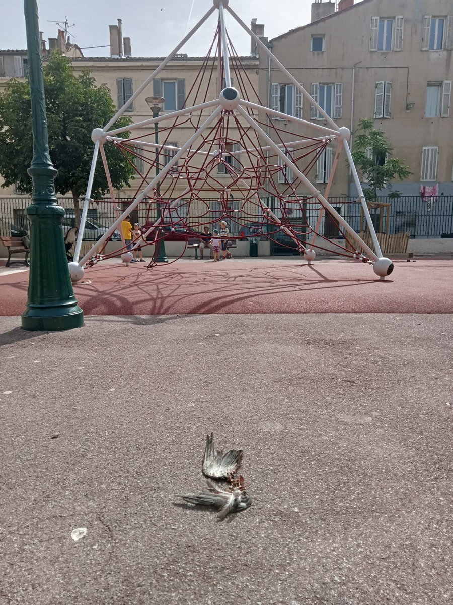 SteinfelsN's tweet photo. @villemarseille 

Square cerratti dans le 4eme. Un pigeon en décomposition.

Vu l état , ça date pas d aujourd'hui...

Les enfants adorent https://t.co/HkT9wgOizn