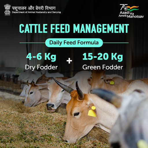 Dept_of_AHD's tweet photo. 🐮🌿 | Providing #cattle the right balance of #dryfodder, #greenfodder & #minerals is essential for optimum #milk production.
#AmritMahotsav #AnimalHealth #AnimalWealth #Nutrition #FeedAndFodder https://t.co/qJLlLNDnjX