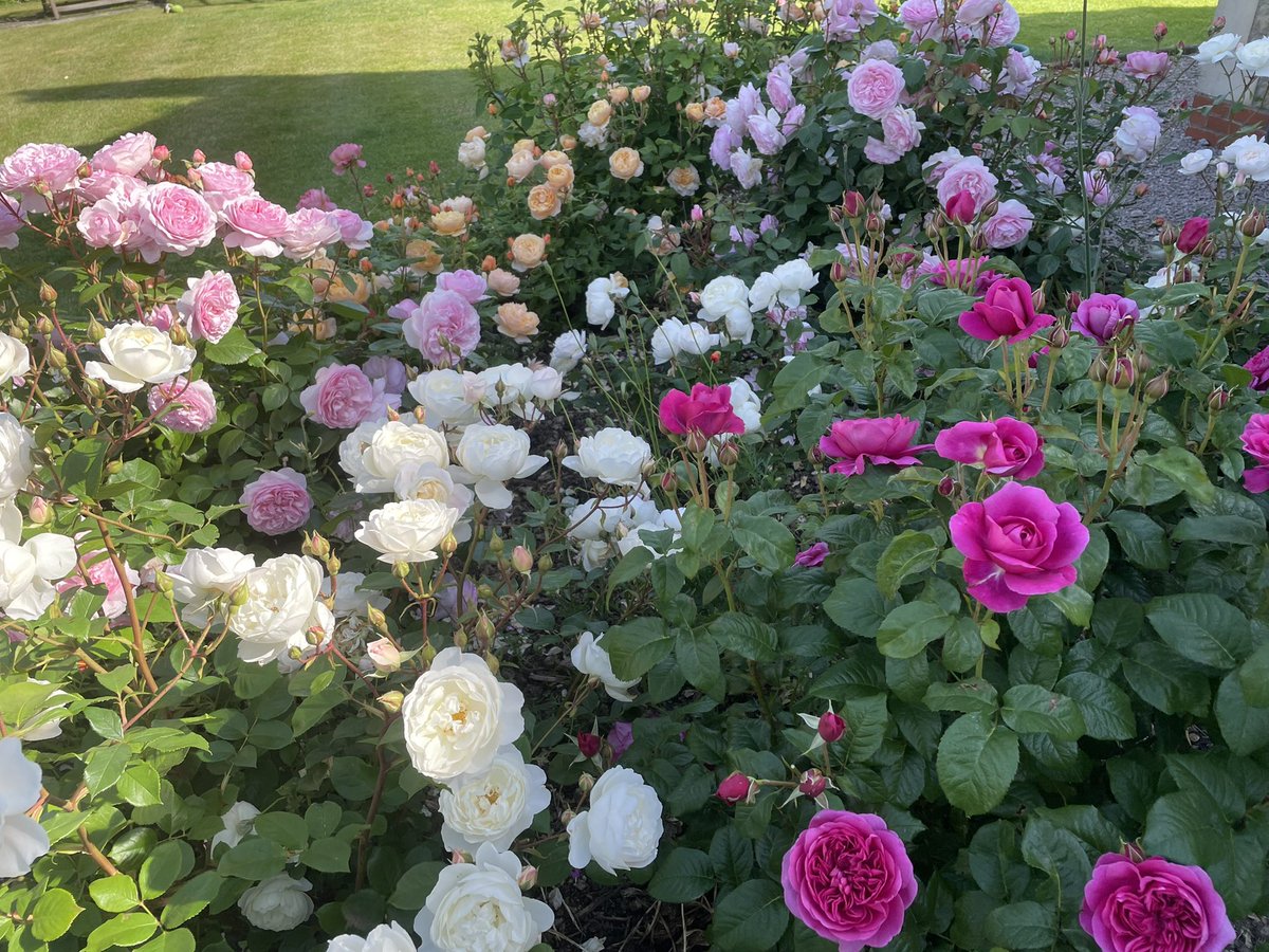 Can’t beat an English 🌹 #Davidaustin