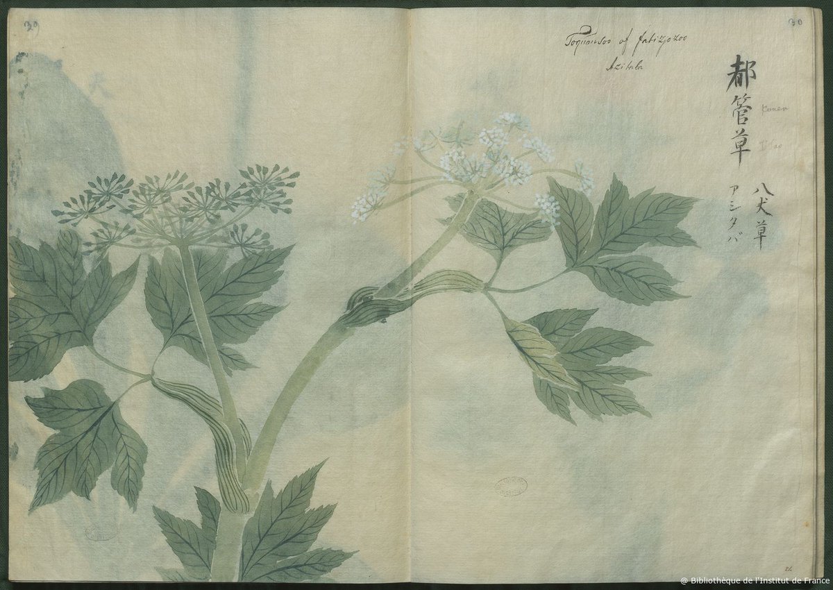 [Hors les murs]
L’exposition « Végétal » d’<a href="/Chaumet/">Chaumet</a> et <a href="/beauxartsparis/">Beaux-Arts de Paris</a> présente divers documents issus de nos collections botaniques. Jusqu’au 4/09, découvrez notamment les herbiers cingalais et lapon ainsi que les « Plantes du Japon », aquarelles sur papier de riz du XVIIIe s.