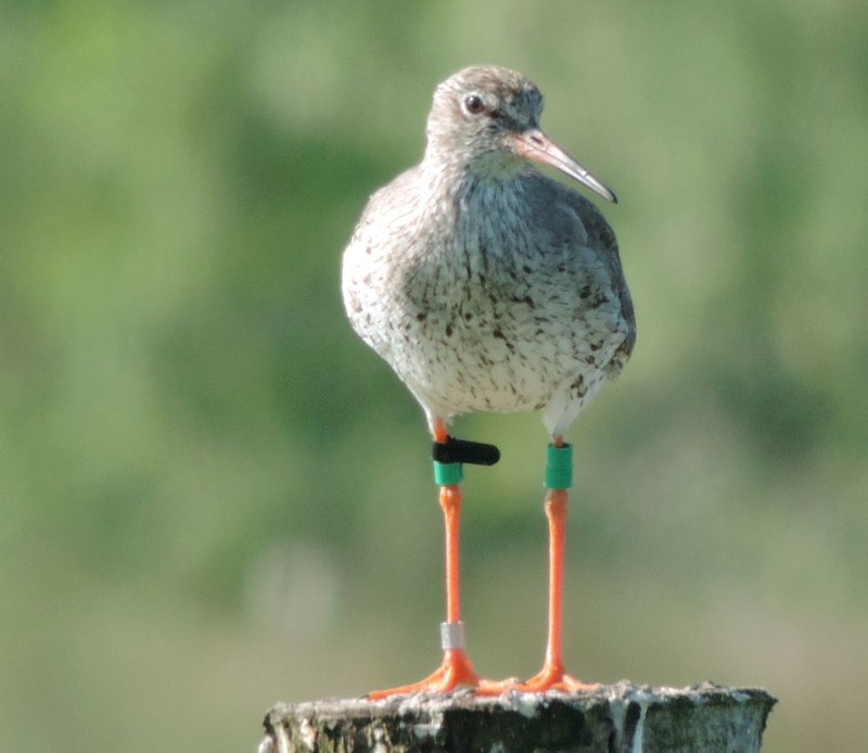 *NEW* Hampshire redshank’s epic journey to Wales helps scientists understand habits of amber-list species: workingforwildlife.co.uk/hampshire-reds…