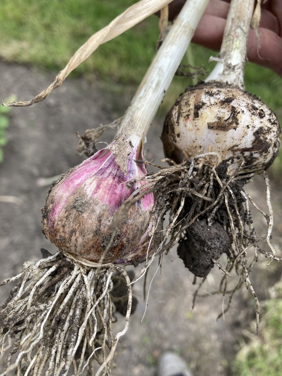 canidiggit's tweet photo. Just checking if the garlic is ready…woo-hoo! 😀 https://t.co/Wfzjd2zalN