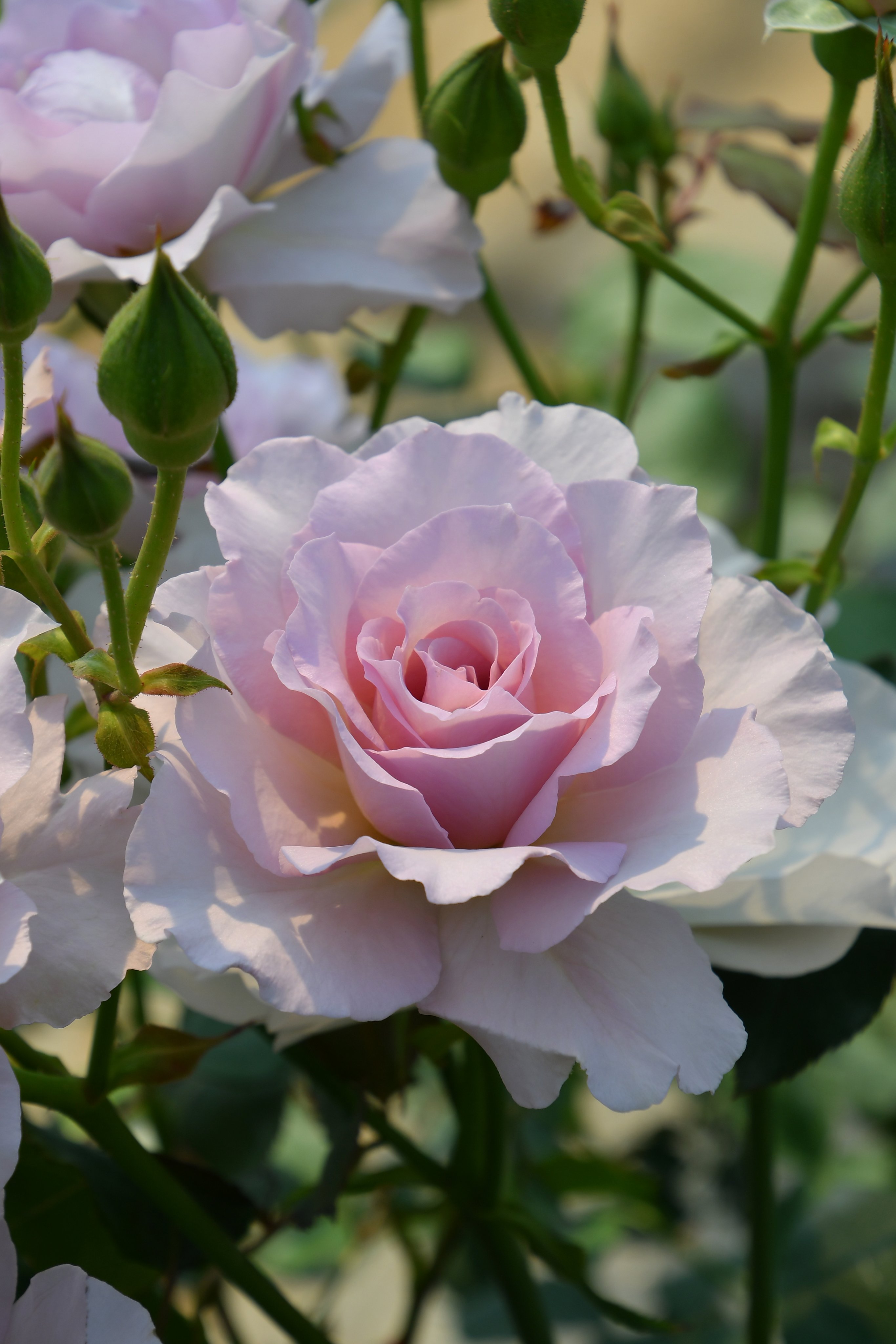 バラの家 公式本店 Rosa Orientis ニューウェーブ Newwave 淡いパープルの透き通るような花色とやわらかに波打つ花形がフェミニンな印象 フローリストローズとしても人気 切り花名 フォルム 公式本店 T Co Ljfoed3qm2 楽天店 T Co