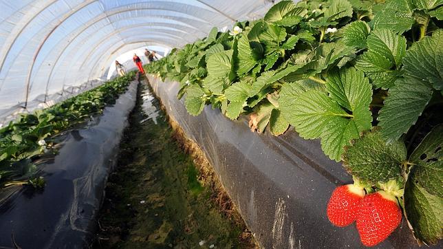 750 productores de fresa y frutos rojos de Huelva reclaman al @mapagob la autorización de uso de fitosanitarios para garantizar la viabilidad económica y sanitaria de sus cultivos