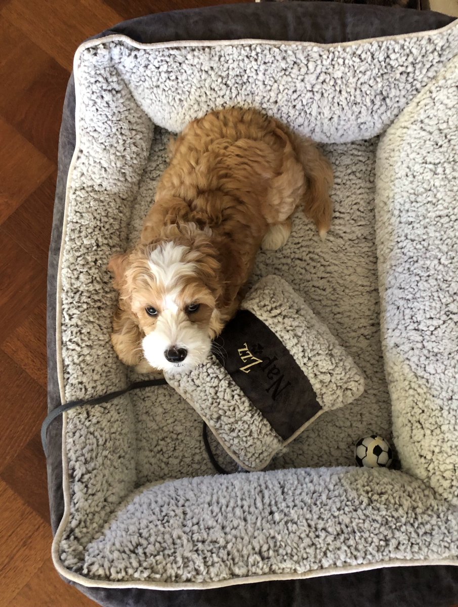 Hier is hij dan: Morris! Het voetbaltalent is er nog niet zo aan af te zien, maar we zijn heel gelukkig samen. 😍