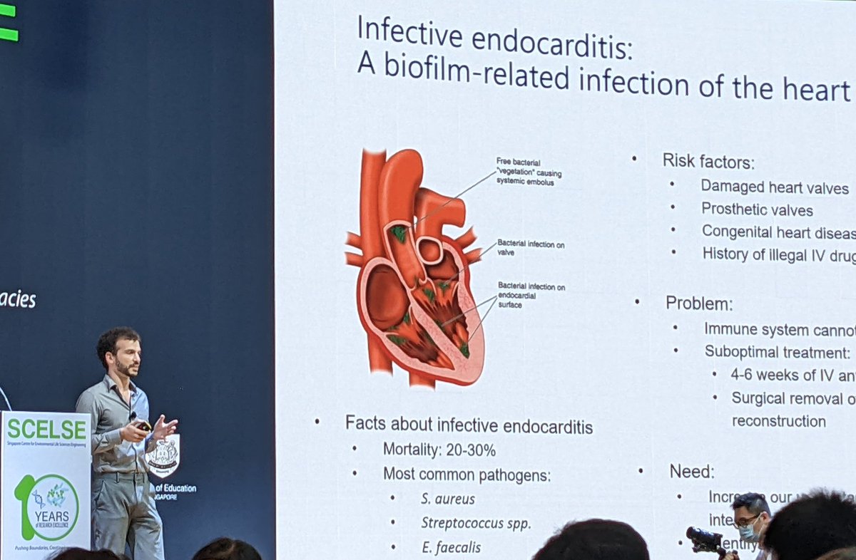 Intriguing and visually stunning imaging work from <a href="/HarisAntypas/">Haris Antypas</a> examining the role of neutrophils (and neutrophil extracellular traps 🕸️) in infective endocarditis - a very dangerous and difficult to treat biofilm-associated infection 🦠 <a href="/SCELSE_SG/">SCELSE</a> #SCELSE10
