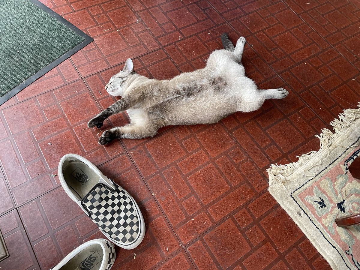 RealTimHiggins's tweet image. Current mood in this early summer heat in the Deep South.