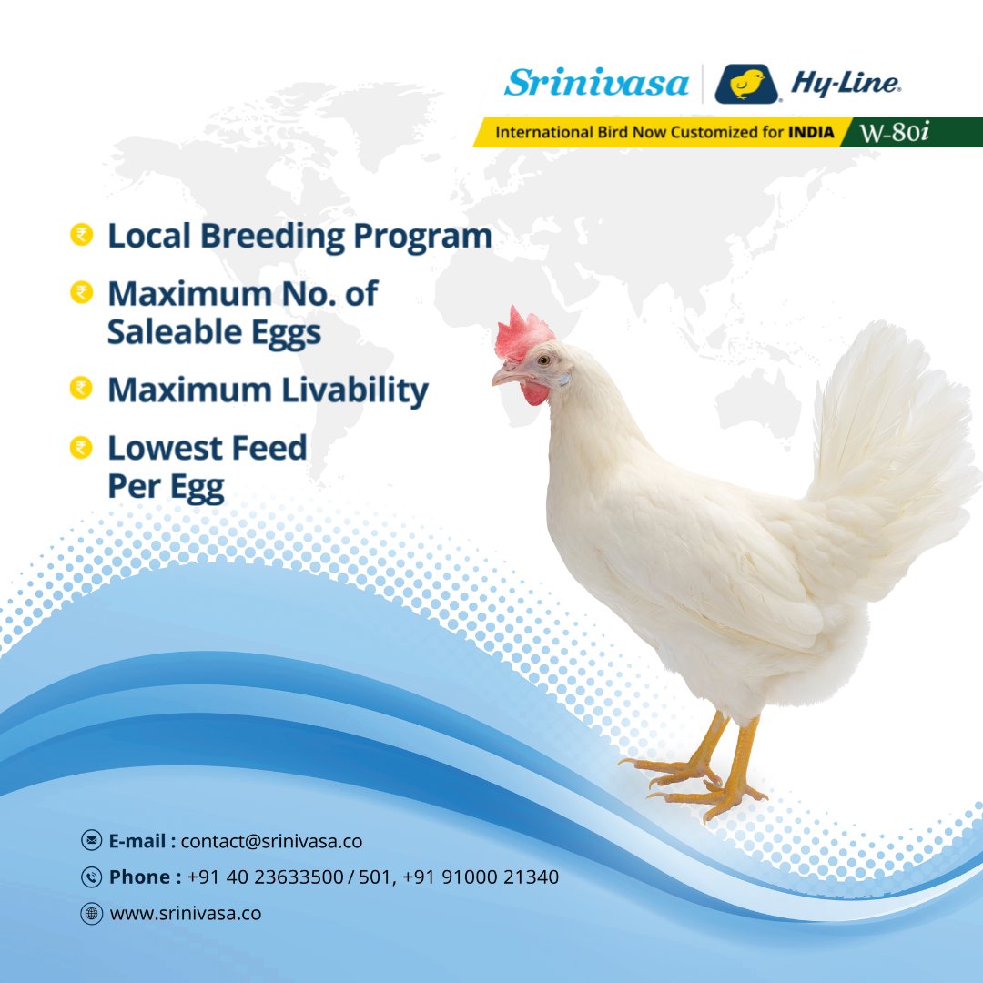 srinivasa_farms's tweet photo. Hy-Line's W-80 breed performs most efficiently under challenging environments.

For more details, visit https://t.co/NIyJmzFOnS

#SrinivasaFarms #LayerChicks #LayerBreeder #SrinivasaHyLine #DayOldChicks #W80LayerBird #ProlificEggNumbers #BestQualityEgg #W80 #hyline https://t.co/5GGY0WFV84