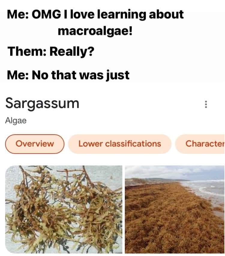 AlgaTalk's tweet photo. Happy #WednesdayWaves! Here at AlgaTalk we are never sarcastic about algae. πππ https://t.co/QaBgvfqCKA