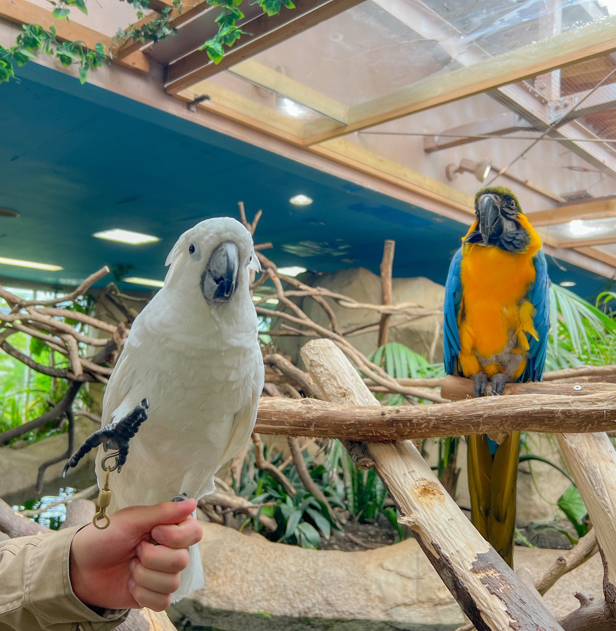 那須どうぶつ王国 毎年6月15日は語呂合わせからオウム インコの日 鳥たちの幸せを願う日です オウム やインコの仲間の中には長いと100年生きる種類もいます 飼育する際は最後までお世話できるかしっかりと考える必要がありますね 那須どうぶつ王国