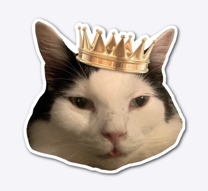 For those of you who followed me when I cammed a bunch 🐱 https://t.co/0ZPL14m0yB https://t.co/gz7PaI