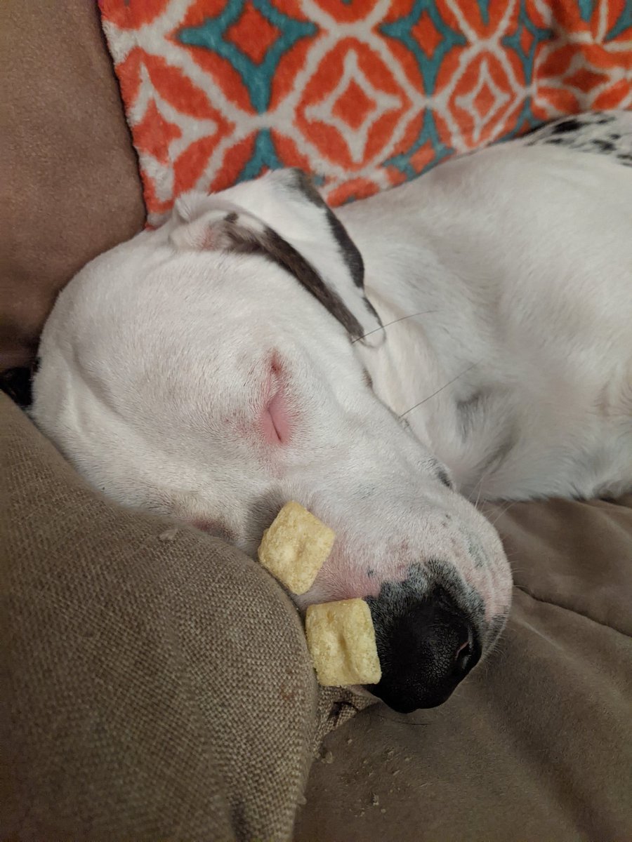 karracuda77's tweet photo. When you have a deaf and sleepy dog 🙉😅 We got three more on before he woke up and chowed down on the cheez it puffs. https://t.co/RoxENd7lYK
