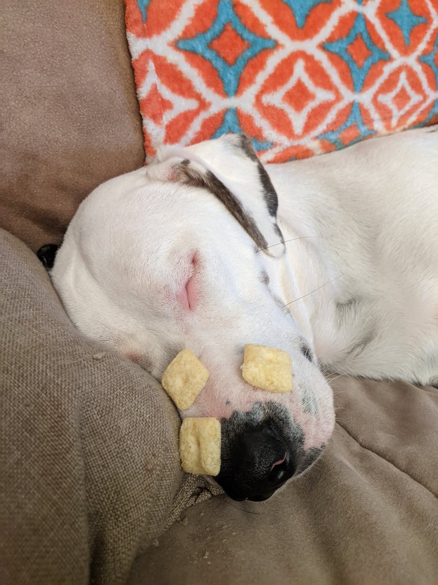 karracuda77's tweet photo. When you have a deaf and sleepy dog 🙉😅 We got three more on before he woke up and chowed down on the cheez it puffs. https://t.co/RoxENd7lYK