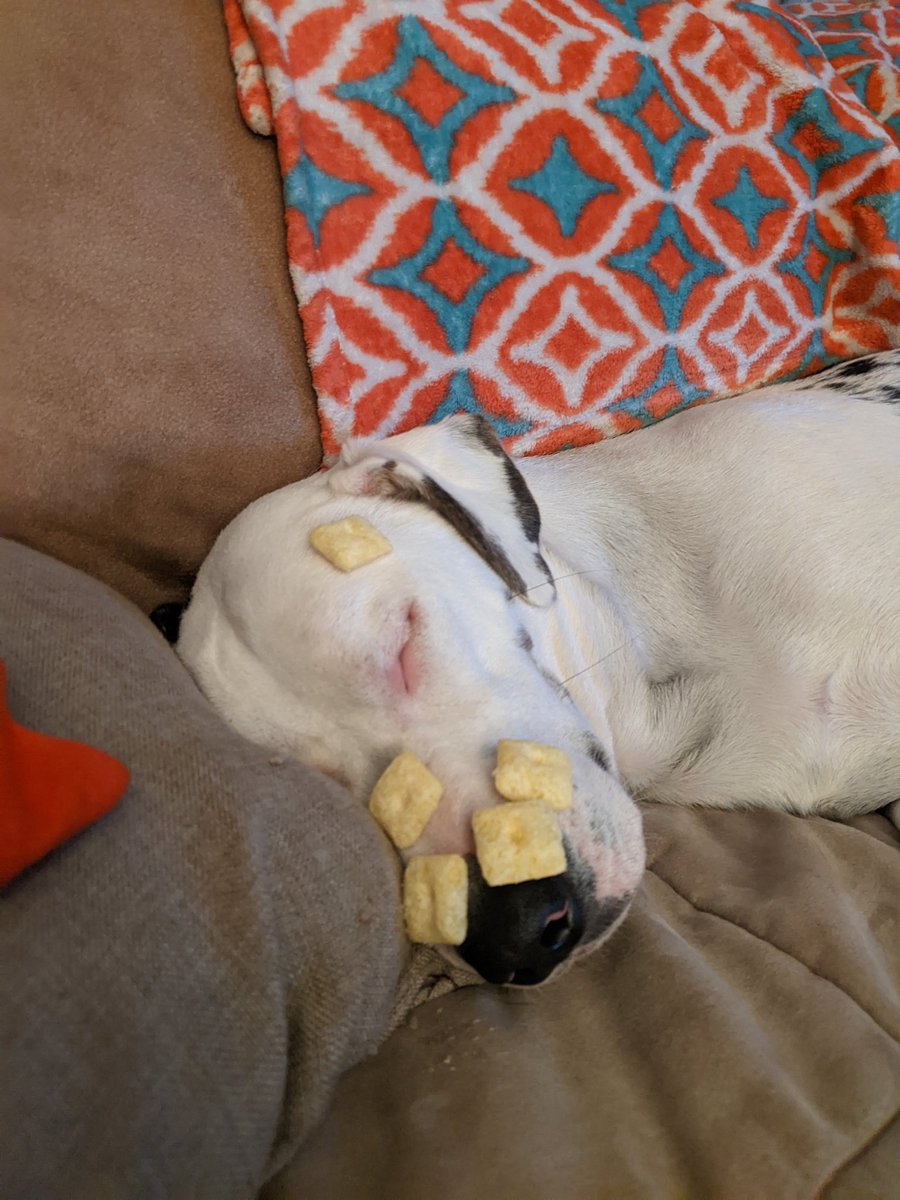 karracuda77's tweet photo. When you have a deaf and sleepy dog 🙉😅 We got three more on before he woke up and chowed down on the cheez it puffs. https://t.co/RoxENd7lYK