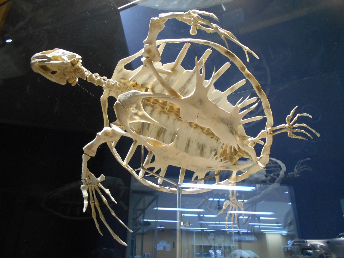 6月16日は #世界ウミガメの日。 #麻布大学いのちの博物館では