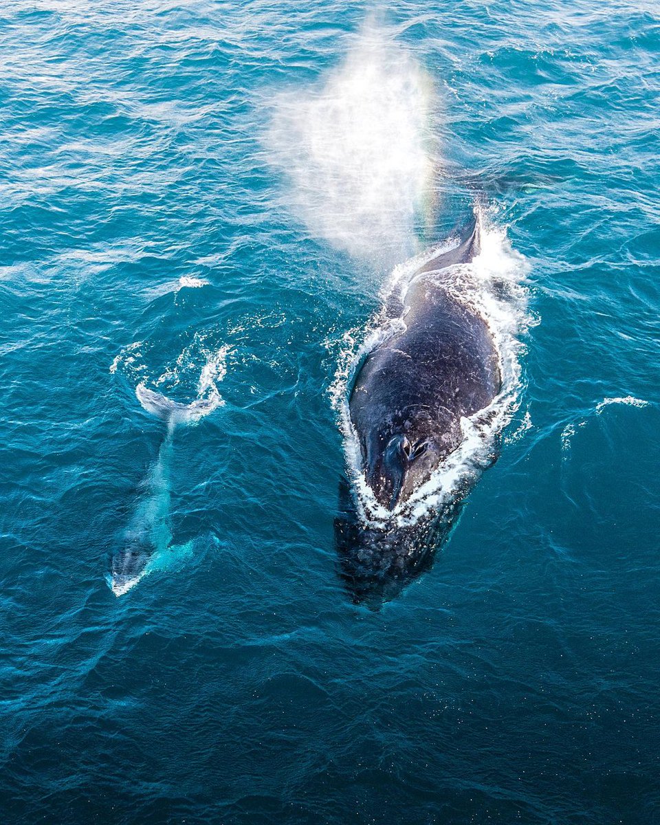 Check out @saltwaterecotours and @adventure_rafting for a cultural whale watching experience like no other 🐋 

#visitsunshinecoast #sunshinecoastforreal 

📷: @iamjustinflow