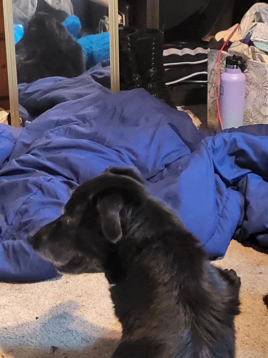 SackOfCookie's tweet photo. it's been 10 days since this tweet and Aby has been home for a bit now, and she's doing so so much better than before and has progressed a lot in recovering 
these are her at the vet, in the yard on her second day home, being stubborn about her pills, and more recently in my room https://t.co/QHsZWvMbYr