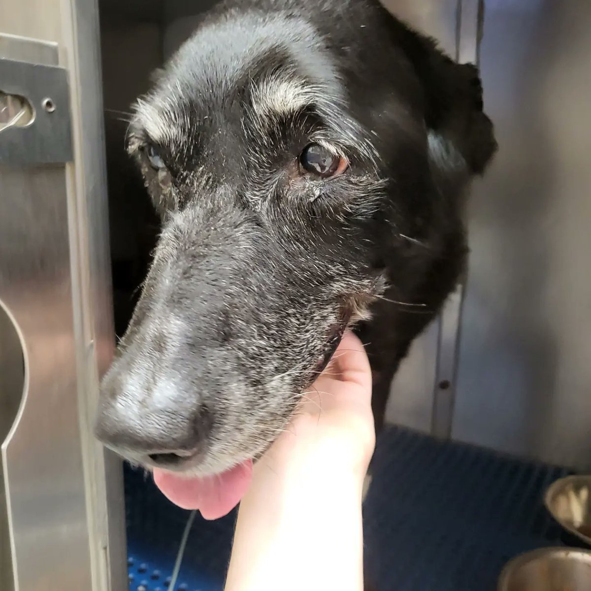 SackOfCookie's tweet photo. it's been 10 days since this tweet and Aby has been home for a bit now, and she's doing so so much better than before and has progressed a lot in recovering 
these are her at the vet, in the yard on her second day home, being stubborn about her pills, and more recently in my room https://t.co/QHsZWvMbYr