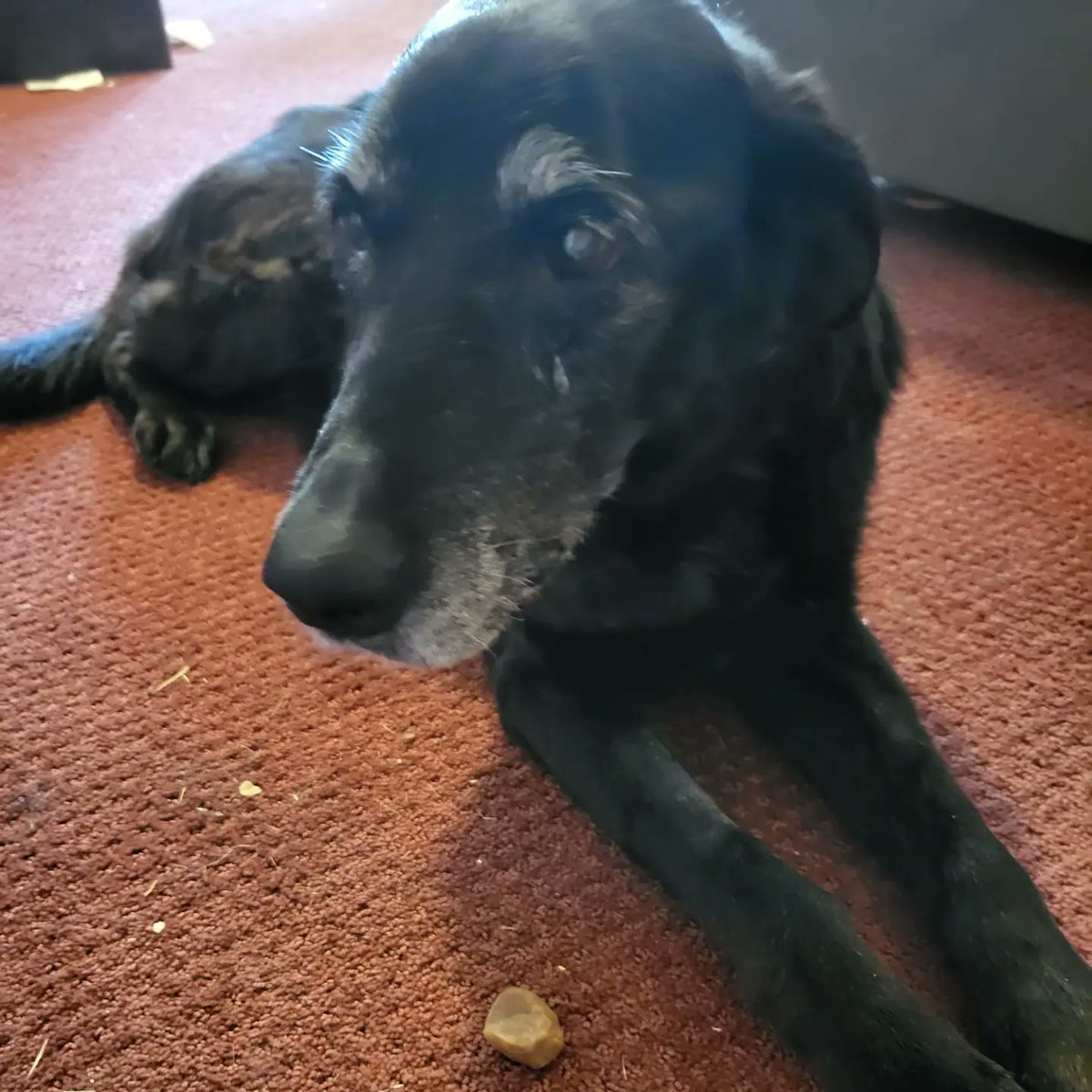 SackOfCookie's tweet photo. it's been 10 days since this tweet and Aby has been home for a bit now, and she's doing so so much better than before and has progressed a lot in recovering 
these are her at the vet, in the yard on her second day home, being stubborn about her pills, and more recently in my room https://t.co/QHsZWvMbYr