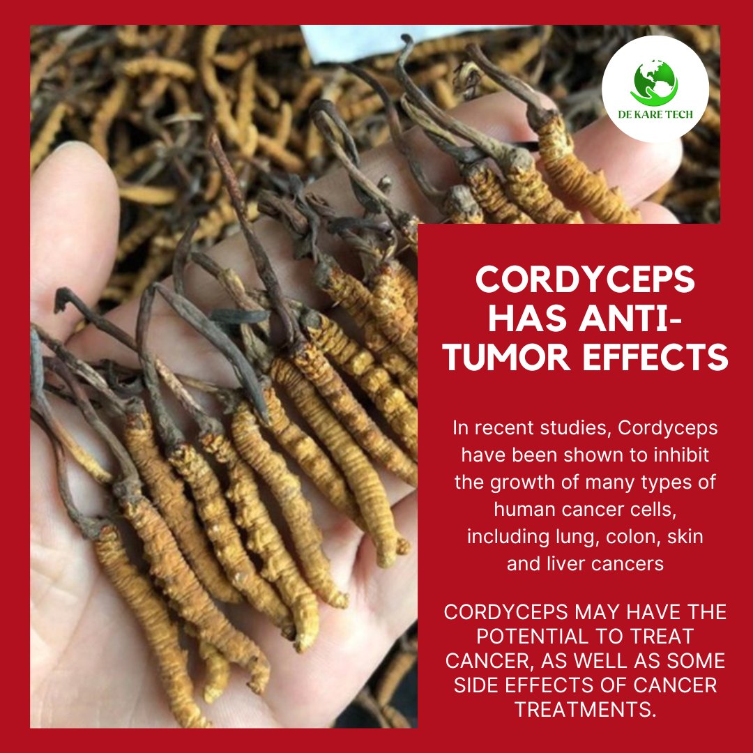 Dekaretech's tweet photo. Cordyceps is a genus of parasitic fungi that grows on the larvae of insects. https://t.co/I8ljTLqbov
@CordycepsDoctor
#dkt #dekaretech #cordyceps #cordycepssinensis #cordycepsmilitaris #mushroom #medicinalmushroom #mushroomeducation #mycology #allthemushroomtags #Cambodia https://t.co/zxM09W1ps3