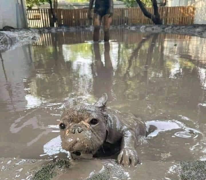 Peluditos_'s tweet photo. Vendo Hipopótamo bebe, a veces ladra pero es porque es bilingüe 🙂 https://t.co/e5QKovJHc1
