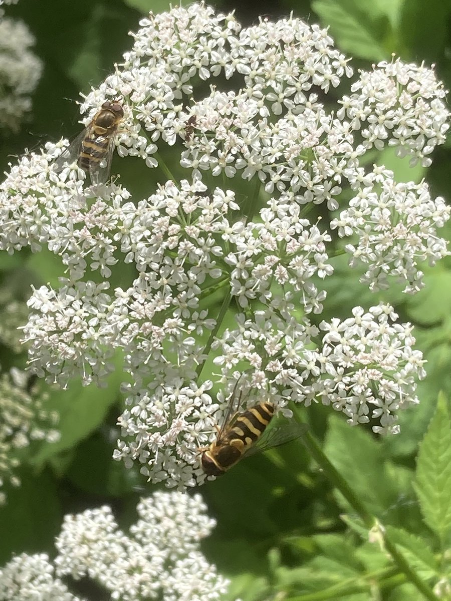 Bloeiend #zevenblad blijft mooi en krijgt veel bezoek. #staelduinsebos <a href="/ZHLandschap/">Zuid-Hollands Landschap</a> <a href="/FloraNederland/">Flora van Nederland</a>