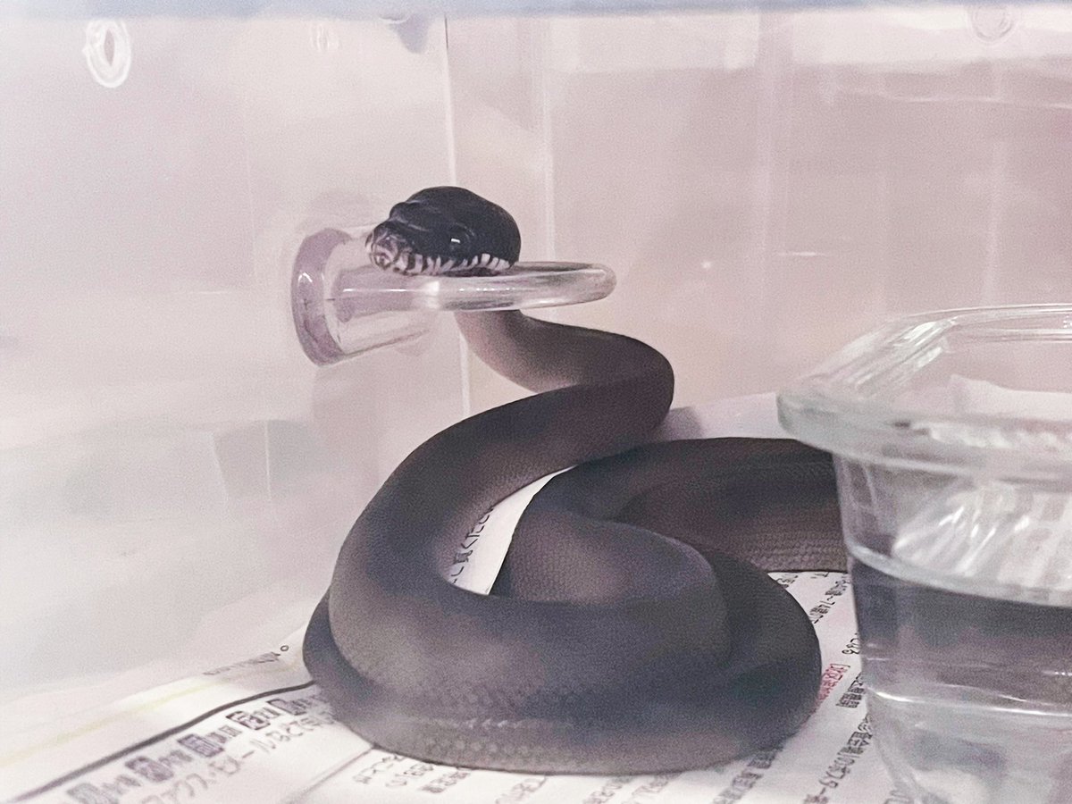 hShYKe1SC4hfxlb's tweet image. あごのせ
#アルバーティスパイソン
#WhiteLippedPython
#キミカブラック